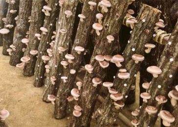 Paléo-énergétique : Les semences de champignons de Mori Kisaku